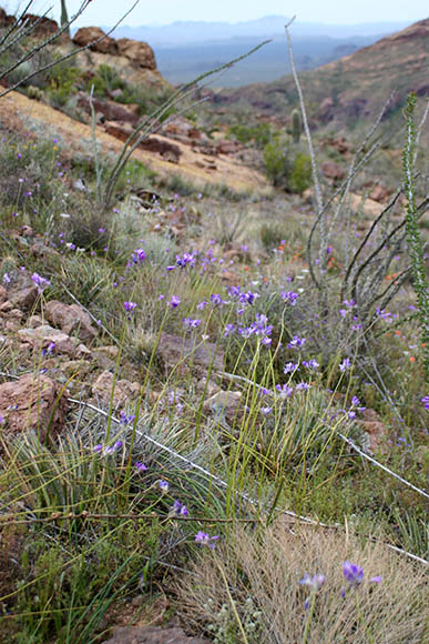  Dichelostemma capitatum ssp. pauciflorum